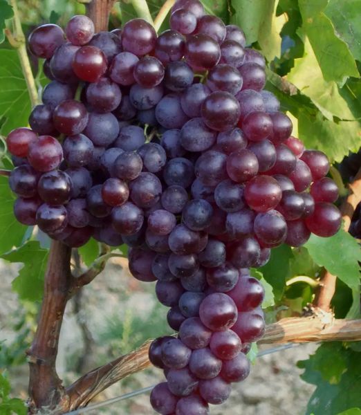 Vitis 'Kismis Moldavskij'